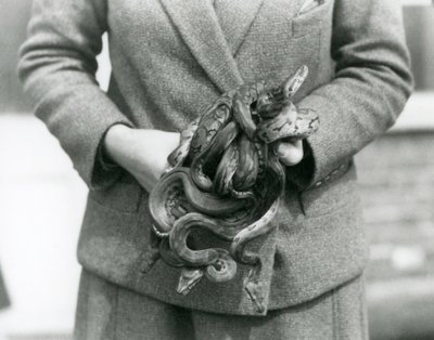 Un gardien tenant un nœud de jeunes pythons royaux au Zoo de Londres en 1931 - Frederick William Bond