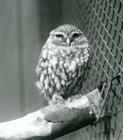 Une petite chouette perchée sur une branche à côté du grillage de son enclos, Zoo de Londres, novembre 1925 - Frederick William Bond