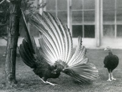 Un faisan argus mâle déployant ses plumes, une femelle devant lui, Zoo de Londres, janvier 1926 - Frederick William Bond