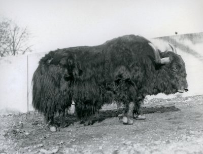 Un yak mâle dans son enclos au zoo de Londres en 1928 - Frederick William Bond