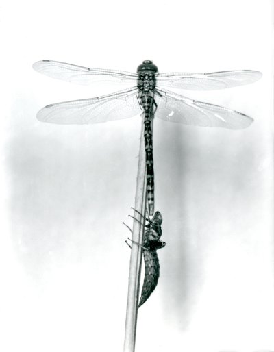 Une libellule à anneaux dorés nouvellement émergée sèche ses ailes en se reposant sur un roseau au-dessus de sa coquille larvaire vide, ou exuvie, Zoo de Londres, 1925 - Frederick William Bond