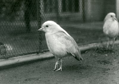 Un couple de cagous debout sur le sol de leur enclos au Zoo de Londres, 1927 - Frederick William Bond