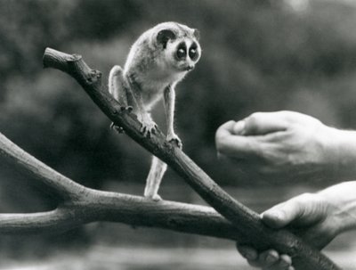 Un loris mince debout sur une branche tenue par un gardien, Zoo de Londres, août 1926 - Frederick William Bond