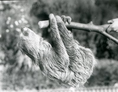 Un paresseux à deux doigts suspendu à une branche coupée, tenue par un gardien, Zoo de Londres, septembre 1925 - Frederick William Bond