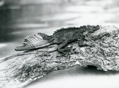 Un lézard à voile vulnérable, avec une queue endommagée, reposant sur une bûche au zoo de Londres en 1929 - Frederick William Bond