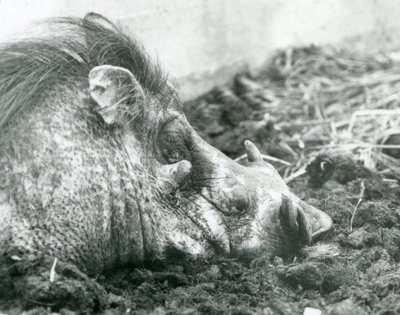 Un phacochère se reposant dans la boue au zoo de Londres - Frederick William Bond