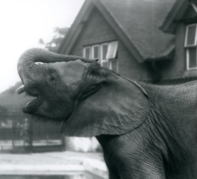 Un jeune éléphant africain avec sa trompe levée sur son front, Zoo de Londres, août 1925 - Frederick William Bond