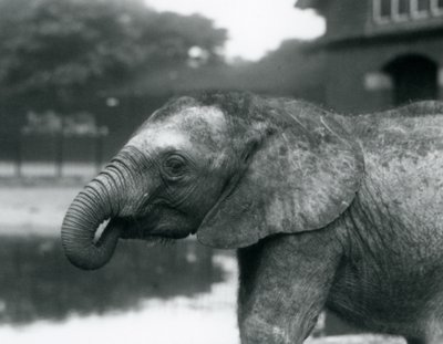 Un jeune éléphant africain avec le bout de sa trompe dans sa bouche, Zoo de Londres, août 1925 - Frederick William Bond