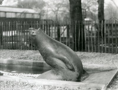 Un jeune éléphant de mer se retournant, Zoo de Londres - Frederick William Bond