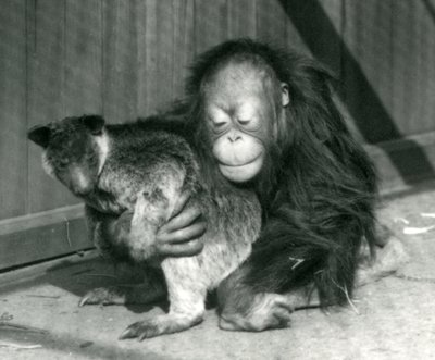 Un jeune Orang-outan étreint un Kangourou Arboricole au Zoo de Londres en 1927 - Frederick William Bond