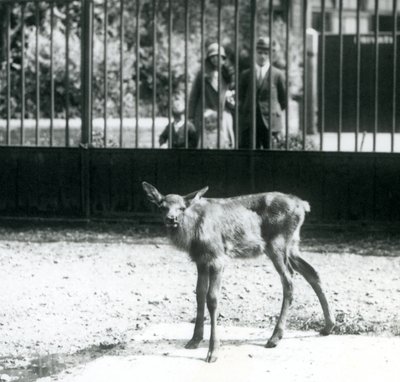 Un jeune wapiti/élan debout dans son enclos, avec des visiteurs regardant à travers les barreaux, zoo de Londres, août 1927 - Frederick William Bond