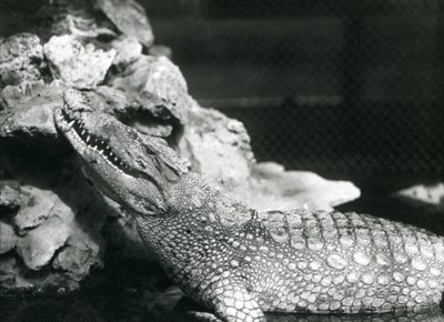 Un alligator américain reposant dans une piscine, regardant vers les rochers au bord de la piscine, Zoo de Londres - Frederick William Bond