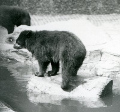 Un ours andin à lunettes en équilibre sur une bûche dans une piscine, Zoo de Londres, juin 1925 - Frederick William Bond