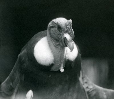 Un Condor des Andes au Zoo de Londres en 1926 - Frederick William Bond