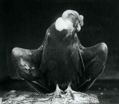Un condor des Andes reposant sur une bûche, Zoo de Londres, 1925 - Frederick William Bond