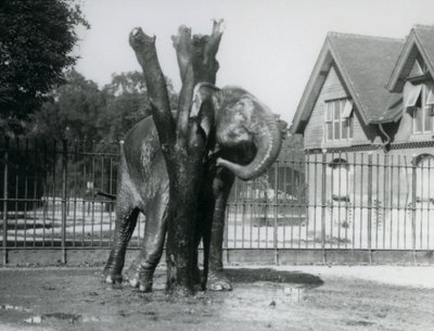 Un éléphant asiatique se grattant derrière l