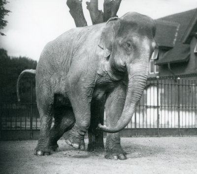 Un éléphant d