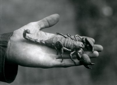 Un scorpion empereur tenu dans la paume de la main d