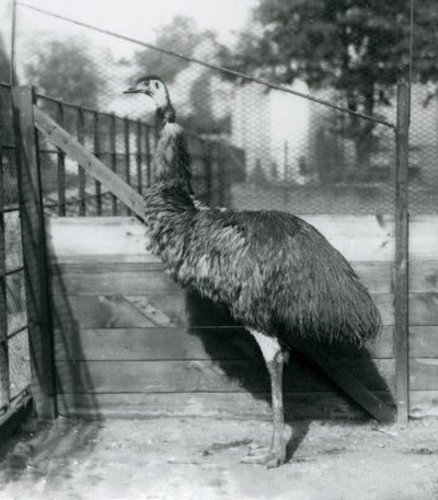 Un émeu au zoo de Londres en septembre 1927 - Frederick William Bond
