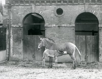 Une zèbre de Grévy impériale en voie de disparition nourrissant son poulain, dans leur enclos au Zoo de Londres en 1927 - Frederick William Bond