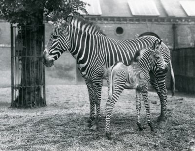 Un zèbre de Grévy en danger, debout avec son poulain de 4 jours, dans leur enclos au zoo de Londres en août 1927 - Frederick William Bond