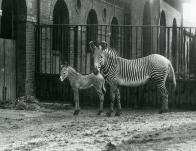 Un zèbre de Grévy en danger, debout avec son poulain de 4 jours, dans leur enclos au zoo de Londres en août 1927 - Frederick William Bond