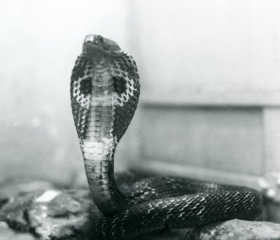 Un cobra indien à lunettes avec tête levée et capuche déployée, Zoo de Londres, octobre 1925 - Frederick William Bond