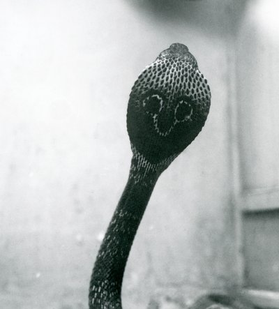 Un cobra indien à lunettes avec tête levée et capuche déployée, Zoo de Londres, octobre 1925 - Frederick William Bond