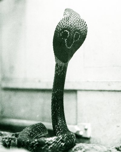 Un cobra indien à lunettes avec tête levée et capuche déployée, Zoo de Londres, octobre 1925 - Frederick William Bond