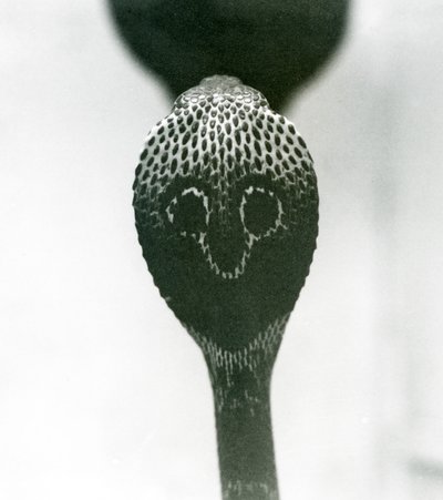 Un cobra indien à lunettes avec tête levée et capuche déployée, Zoo de Londres, octobre 1925 - Frederick William Bond