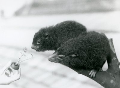 Un adulte et un jeune hyrax des arbres occidentaux assis sur une branche et se penchant vers une carotte tenue pour eux, zoo de Londres - Frederick William Bond