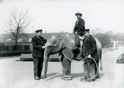 Un éléphant indien bébé avec les gardiens A. Church et H. Robertson au zoo de Londres, juin 1922 - Frederick William Bond