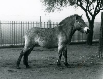 Un cheval sauvage de Przewalski en danger debout dans son enclos au zoo de Londres, octobre 1927 - Frederick William Bond