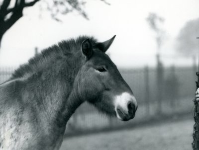 Un cheval sauvage de Przewalski en danger debout dans son enclos au zoo de Londres, octobre 1927 - Frederick William Bond