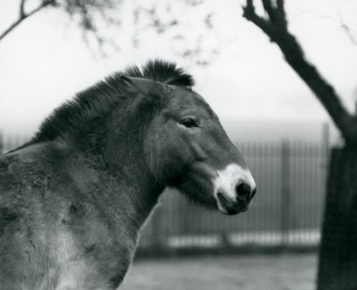 Un cheval sauvage de Przewalski en voie de disparition debout dans son enclos au Zoo de Londres, octobre 1927 - Frederick William Bond