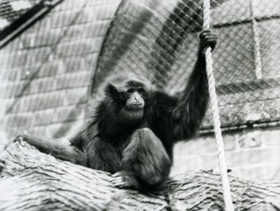 Un gibbon Siamang en danger assis sur une bûche, tenant une corde, zoo de Londres, 1927 - Frederick William Bond