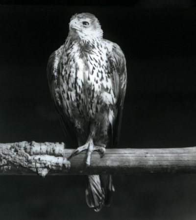 Aigle de Bonelli reposant sur une branche au Zoo de Londres, septembre 1925 - Frederick William Bond