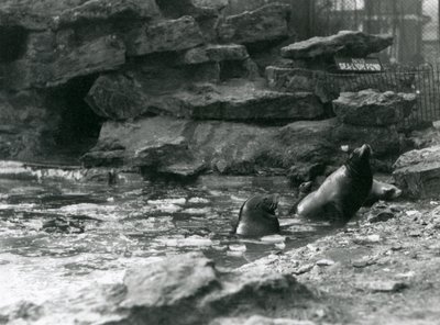 Lions de mer de Californie avec de la glace sur leur bassin, Zoo de Londres - Frederick William Bond