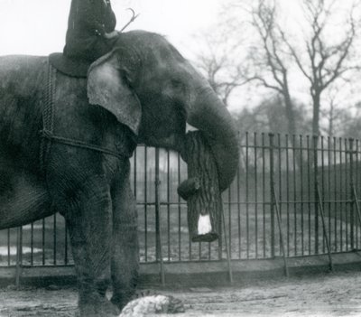 Éléphant d