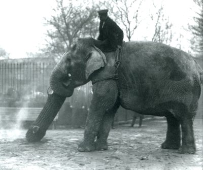 Éléphant d