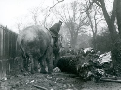 Éléphante asiatique femelle, Indiarani, déplaçant du bois avec sa trompe, tandis que son gardien est assis sur son dos pour la diriger, Zoo de Londres, 1925 - Frederick William Bond