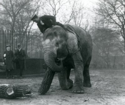 Éléphante asiatique femelle, Indiarani, déplaçant du bois avec sa trompe, tandis que son gardien est assis sur son dos et la dirige, et deux autres personnes regardent, Zoo de Londres, 1925 - Frederick William Bond