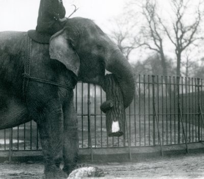 Éléphante asiatique femelle, Indiarani, déplaçant du bois avec sa trompe, tandis que son gardien est assis sur son dos et la dirige, Zoo de Londres, 1925 - Frederick William Bond