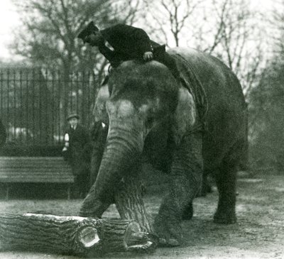Éléphant d