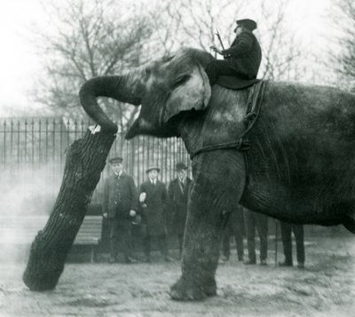 Éléphant d