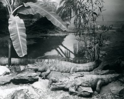 Quatre alligators, dans un cadre panoramique avec un bananier, au zoo de Londres en 1929 - Frederick William Bond