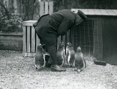Manchots papous avec le gardien Albert White, Zoo de Londres, c.1914 - Frederick William Bond
