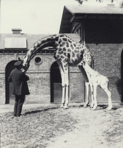 Girafe avec un bébé de 3 jours et gardien au zoo de Londres, 1914 - Frederick William Bond