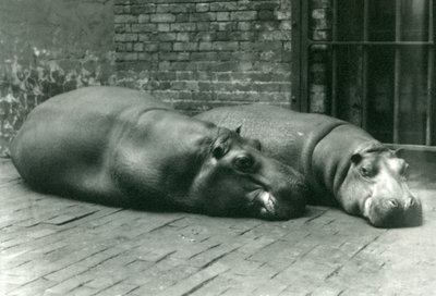 Hippopotames Bobbie et Joan allongés dans leur enclos au zoo de Londres, juillet 1923 - Frederick William Bond