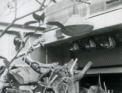 Iguanes, se prélassant sur des branches, profitant de la lumière artificielle dans leur enclos, Zoo de Londres, août 1928 - Frederick William Bond